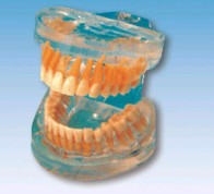 透明成人牙模型Bk-L1007