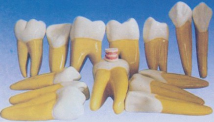 牙放大模型Bk-L1034