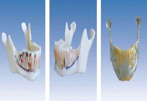 下颌骨解剖模型Bk-L1027