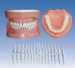 可卸式有根标准牙模型Bk-L1020