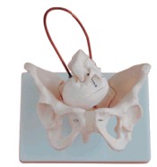 女性骨盆带胎儿头颅骨模型