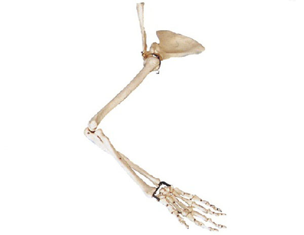 手臂骨、肩钾骨、锁骨模型