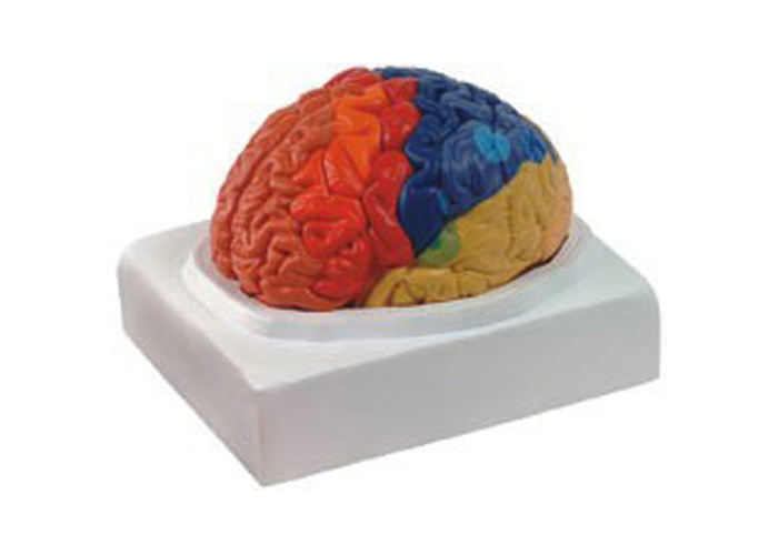 大脑皮质功能定位模型