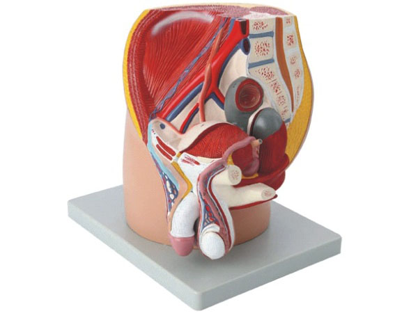 女性盆腔正中失状切面模型（3部件）
