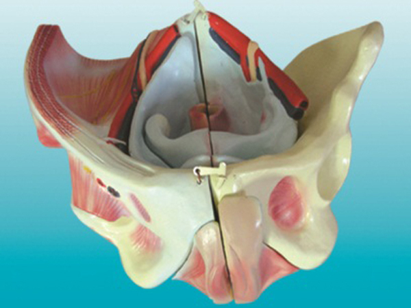 女性骨盆附生殖器官与血管神经模型