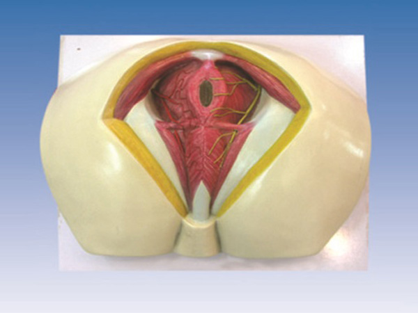 男性会阴解剖模型
