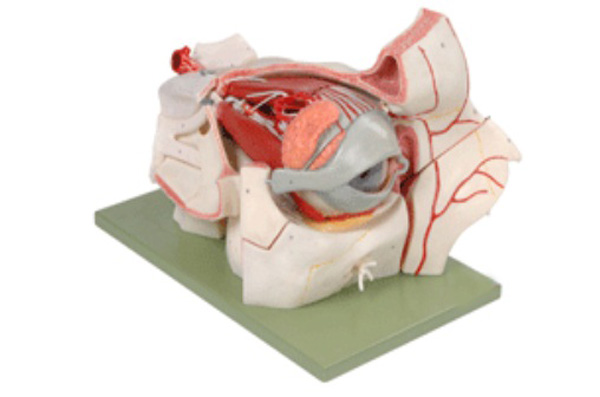 眼球与眼眶附血管神经放大模型
