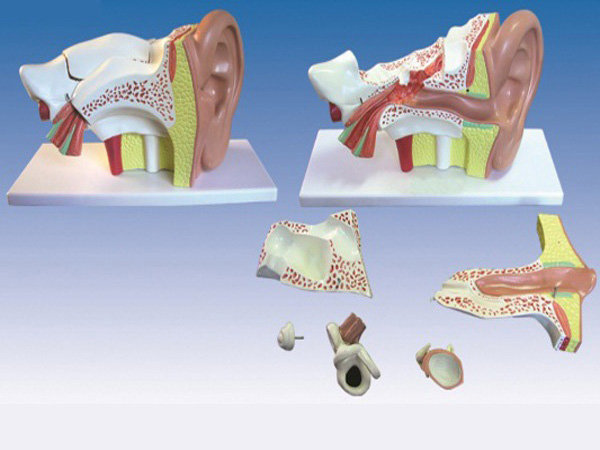 耳放大模型（6部件）