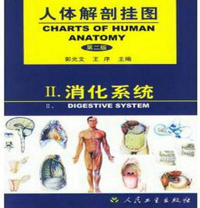 人体解剖挂图-消化系统