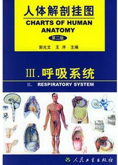 人体解剖挂图-呼吸系统
