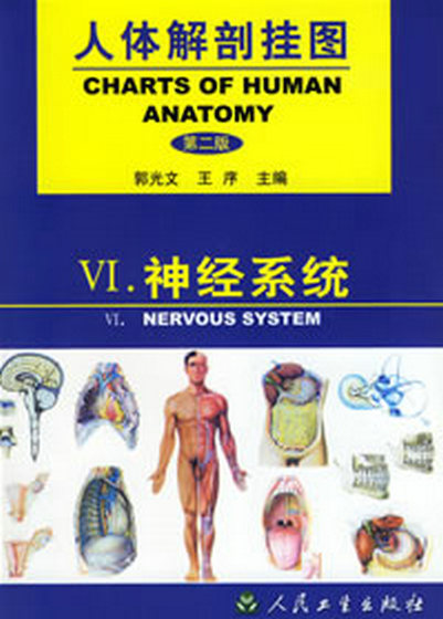 人体解剖挂图-神经系统