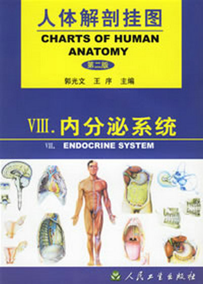 人体解剖挂图-内分泌系统