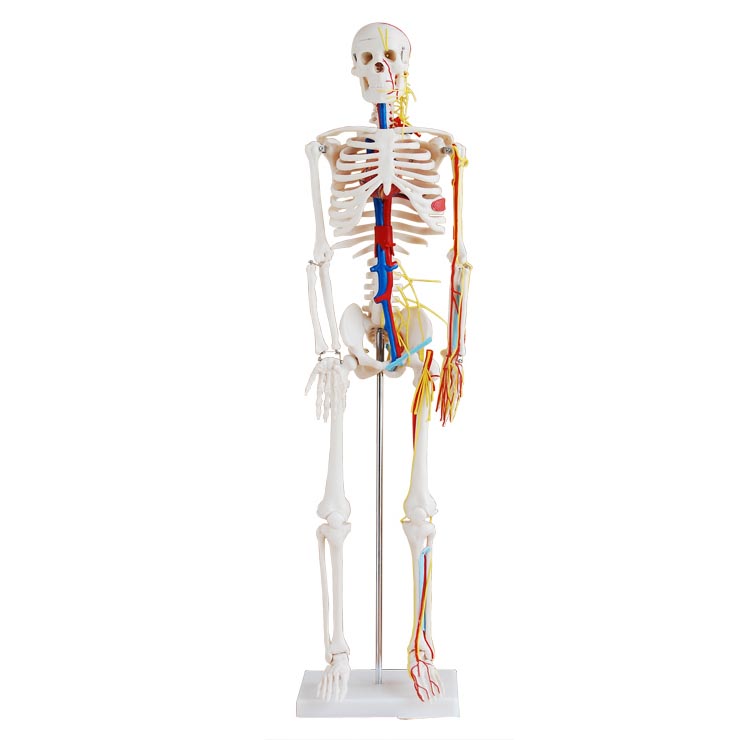 全身骨骼85cm附血管神经模型