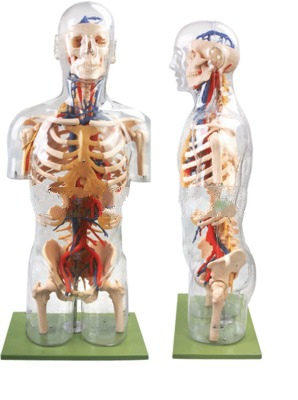 透明半身躯干附血管神经模型人体系统解剖器官模型