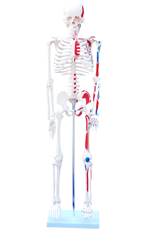人体骨骼附肌肉着色模型