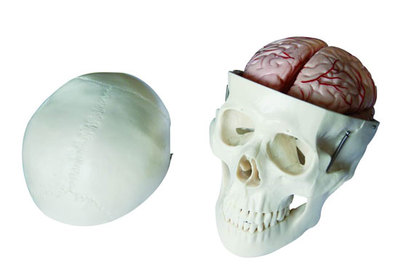 头颅骨带脑动脉模型