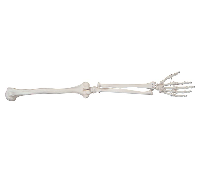 上肢骨模型 手臂骨模型