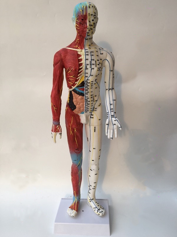 半肌肉骨骼内脏模型中医经络穴位模型 人体针灸模型