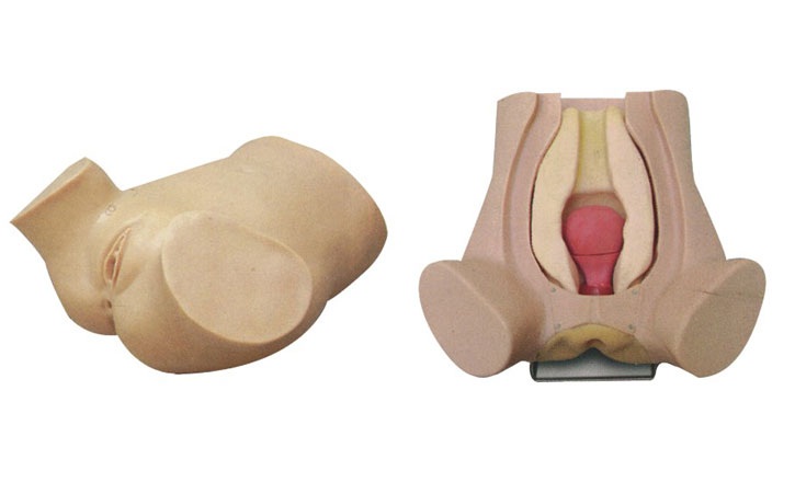 诊断性刮宫仿真模型