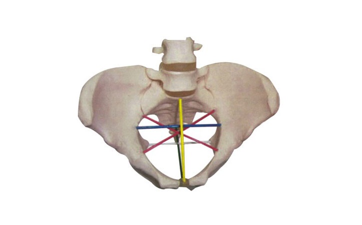 骨盆测量示教模型