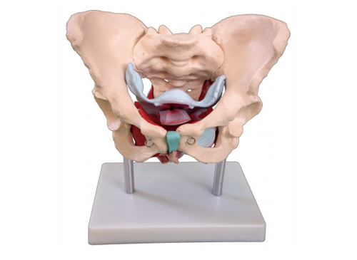 女性骨盆及盆底肌肉模型