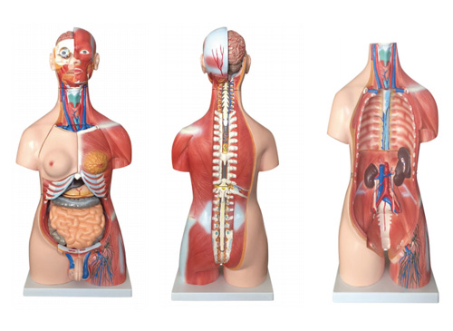 85CM两性肌肉躯干模型30件