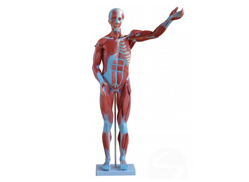 80CM人体肌肉模型 27件