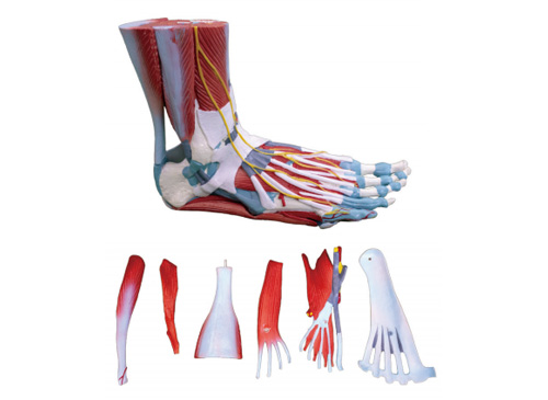 足部肌肉解剖模型